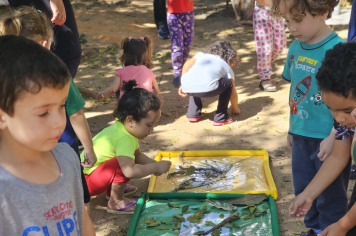 Foto - Novos Materiais Pedagógicos Transformam a Educação em Albertina