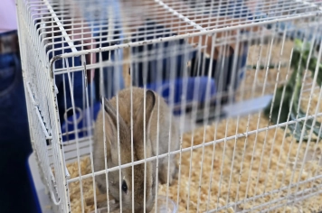 Foto - Feira José Gomes