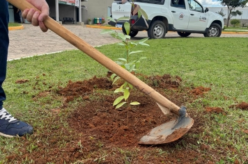 Foto relacionada - Educação Ambiental em Albertina vira ação prática com início do Projeto de Arborização Urbana