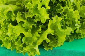 Foto - Horta dos Alunos da Escola Antonio Ferreira 