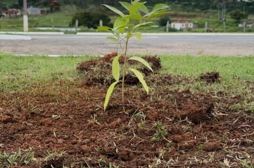 Foto - início do Projeto de Arborização Urbana
