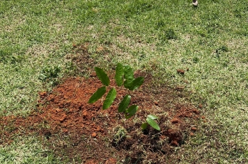 Foto relacionada - Educação Ambiental em Albertina vira ação prática com início do Projeto de Arborização Urbana