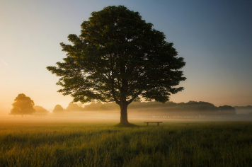 Dia da Árvore: plantar hoje para colher um futuro mais verde