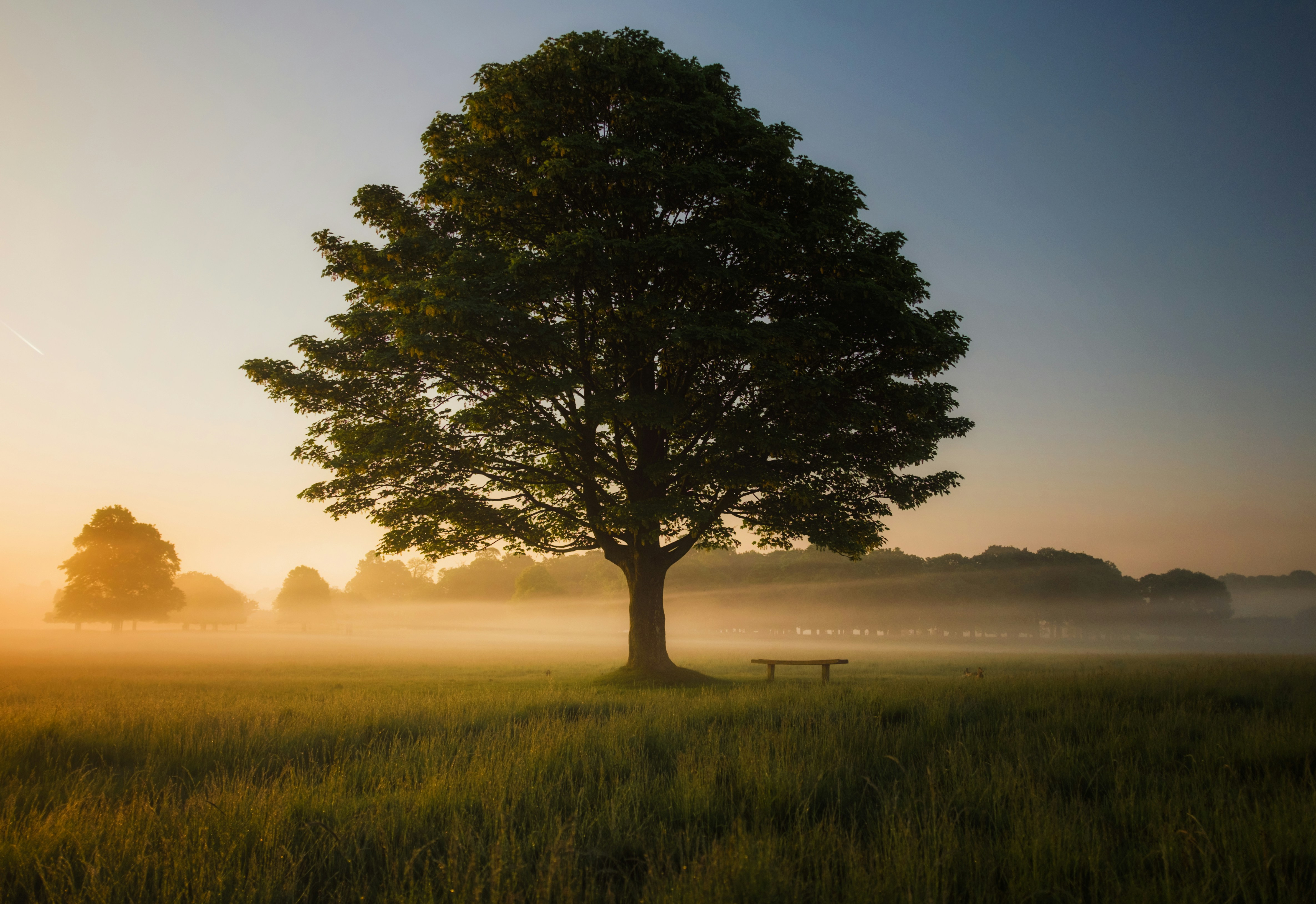 Dia da Árvore: plantar hoje para colher um futuro mais verde